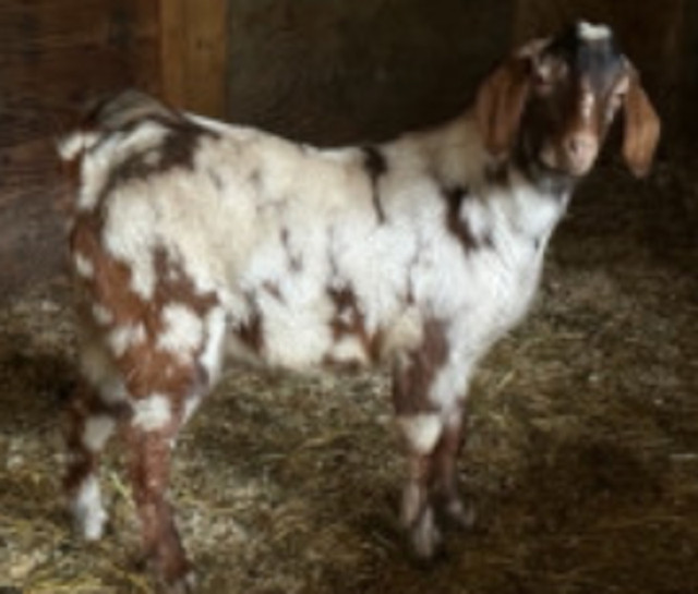 Boer X Buck Goats in Livestock in Chilliwack - Image 2