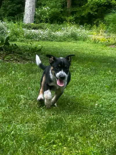 Blue Heeler female puppy, View more
