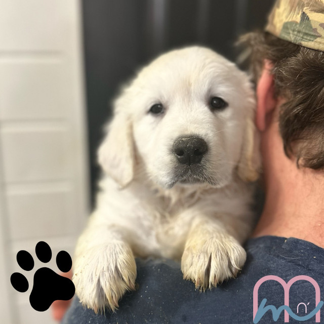 CKC English Cream Golden Retriever Puppies in Dogs & Puppies for Rehoming in Nanaimo