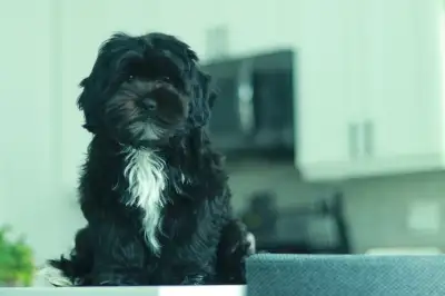 Looking for a tiny bundle of love, joy, and endless cuddles? This adorable Shipoo puppy (Shih Tzu x...