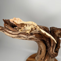 Crested Gecko Red Base Extreme Harlequin Female RTB!