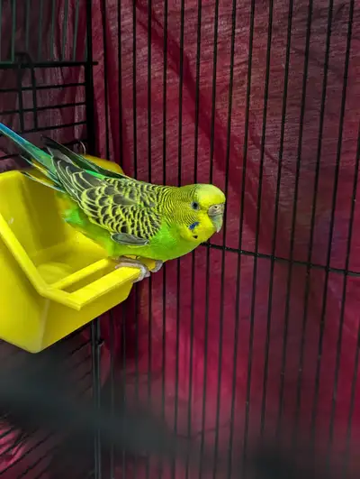 Perruche a donner sans cage., View more