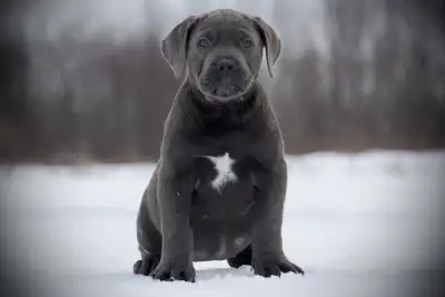 South African Boerboel Puppies, View more