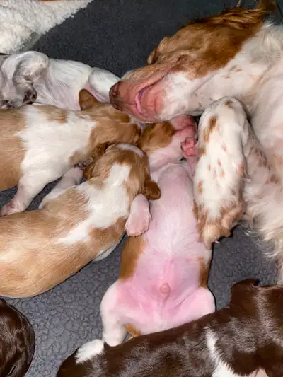 Brittany Spaniel Puppies for Sale BC – Ready Now (Mission) Beautiful Brittany Spaniel puppies lookin...