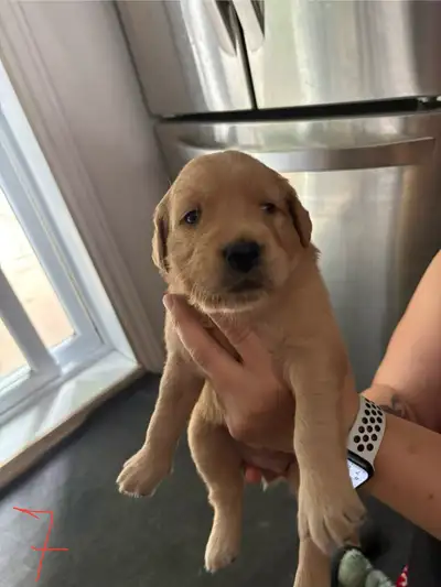 chiot golden retriver reste seulement 5 de disponible, View more