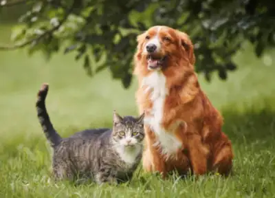 pet sitter available , View more