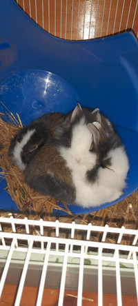 2 baby bunnies for sale!! 