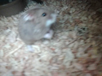 Baby dwarf hamster 