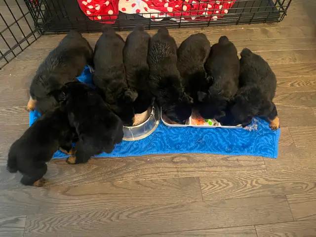 Gorgeous Rottweiler Puppies in Dogs & Puppies for Rehoming in City of Toronto - Image 10