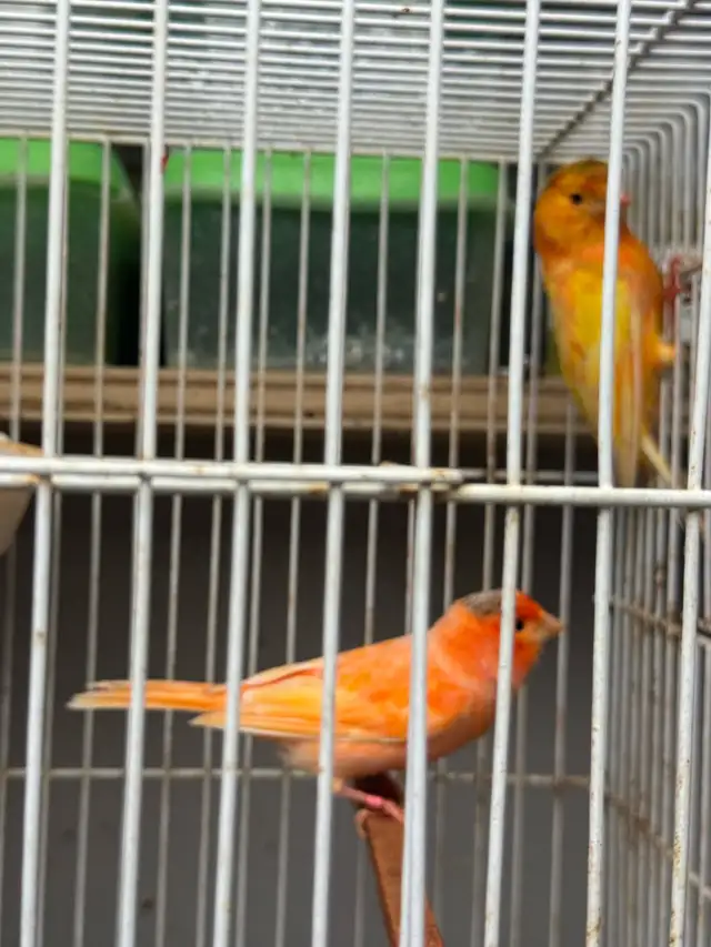 canaries in Other in City of Toronto - Image 11