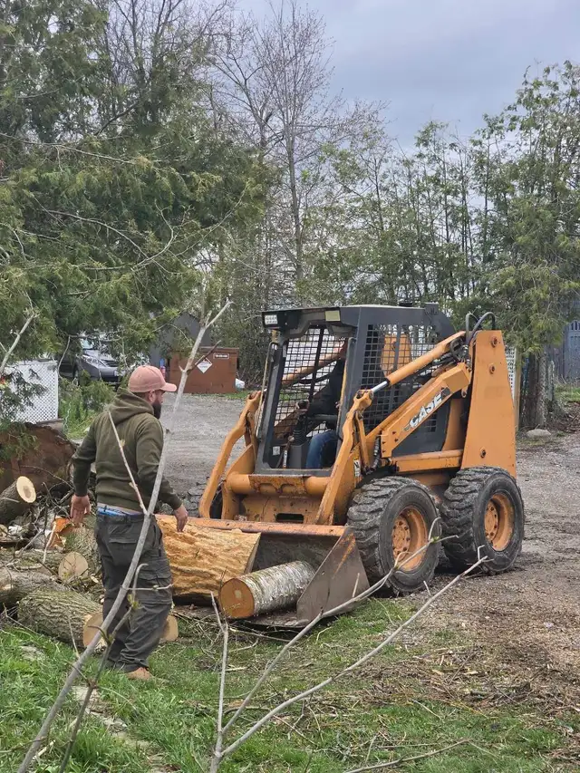 Storm Proofing Tree Service - Free Quote - 2892005156 in Lawn, Tree Maintenance & Eavestrough in City of Toronto - Image 10