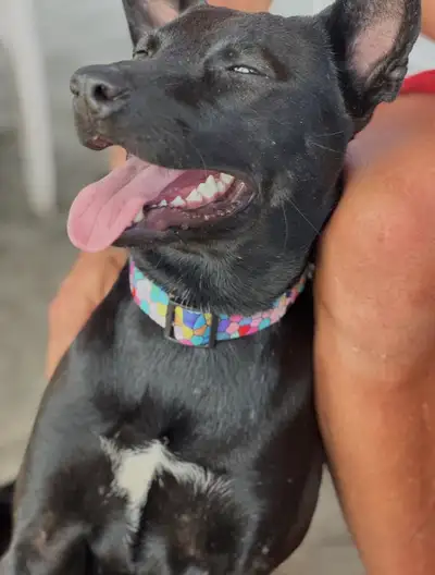 Looking for Furever home, View more