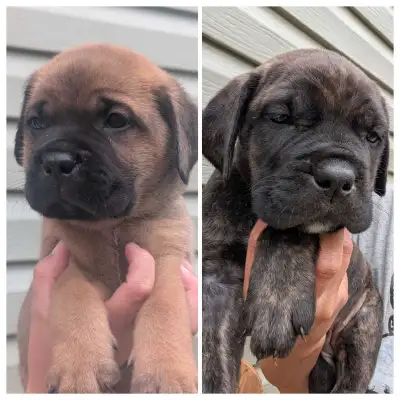 Cane corso puppies 1 male available 1 female available (brindle) Born April 30, 2025 Ready to go 6 t...