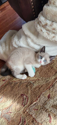 Ragdoll Bobtail kittens 