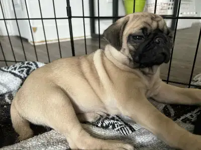 Carlins\Pug, View more