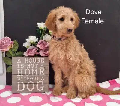 Mini Goldendoodle Puppies, View more