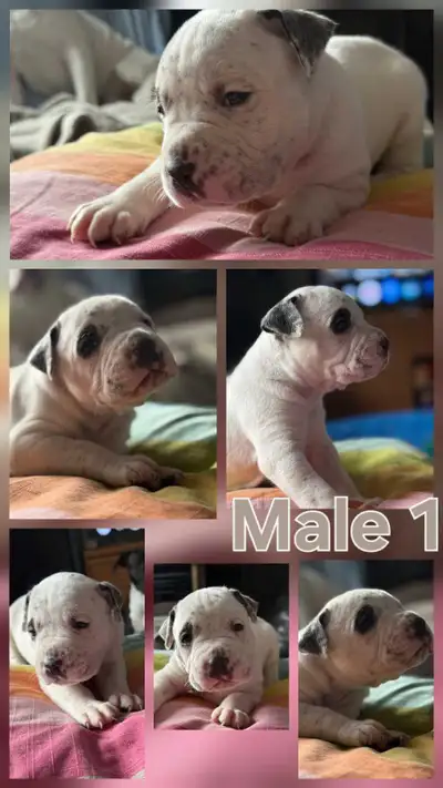 American bulldog puppies, View more