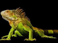  Wanted green iguana