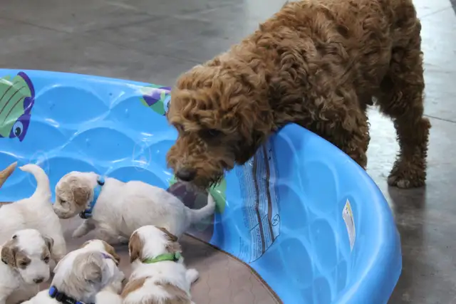 WAVENY GOLDENS - F1b Mini Goldendoodles in Dogs & Puppies for Rehoming in Strathcona County - Image 7