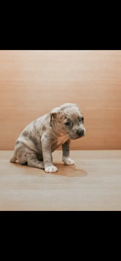 Adorable pups looking for new homes, View more