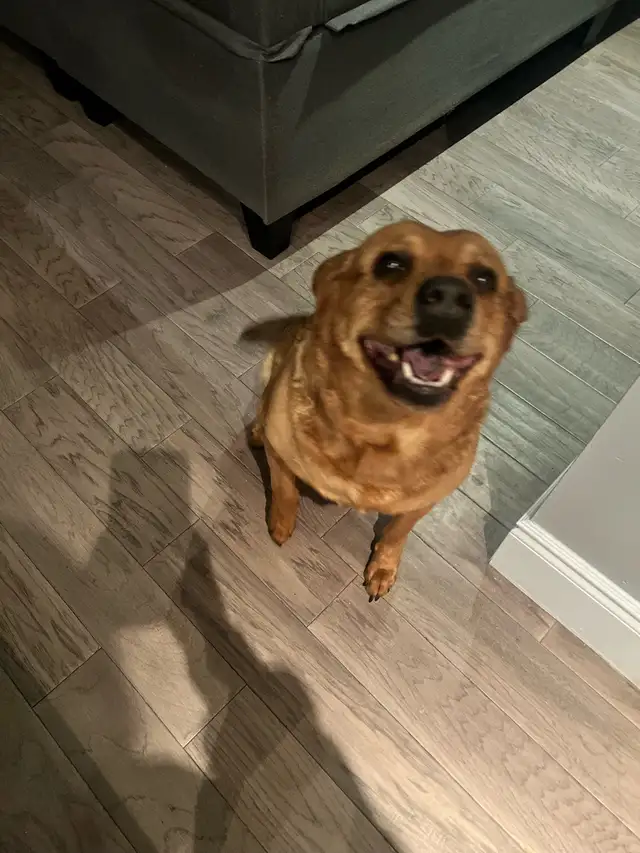 dog for adoption in Dogs & Puppies for Rehoming in Kitchener / Waterloo - Image 7