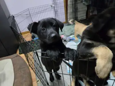 German Shepherd/ Mallanois puppies ready for homes !!, View more