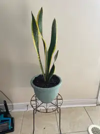 Beautiful snake plant with stand included 