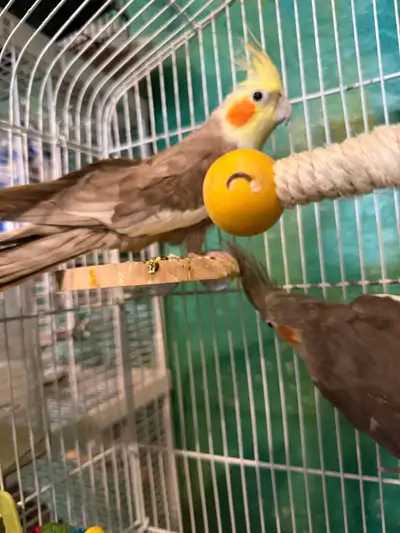 Male Cockatiels, View more