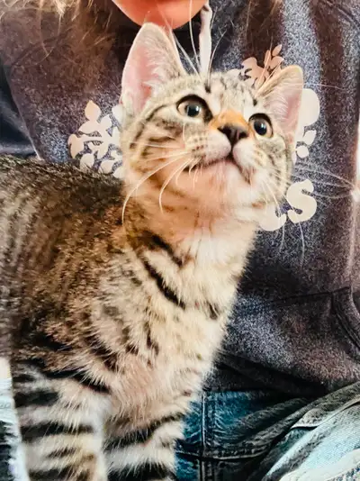 Adorable kittens for sale!, View more