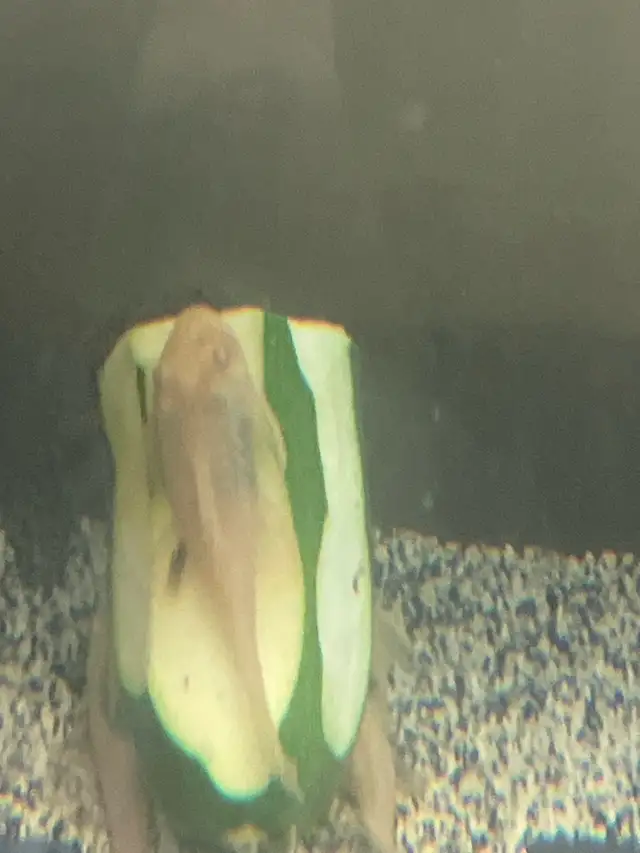 Albino Pleco (Female) in Fish for Rehoming in Brantford - Image 3