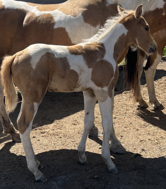 PP My Colours Flashy - 2023 APHA Palomino Tobiano Colt in Horses & Ponies for Rehoming in Grande Prairie