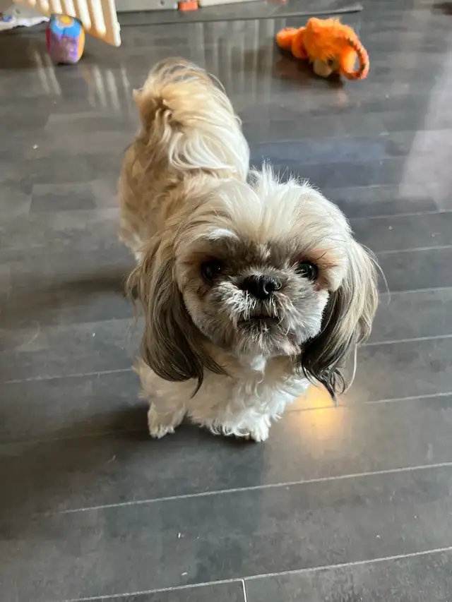 Shih-Tzu for sale in Dogs & Puppies for Rehoming in Edmonton - Image 4