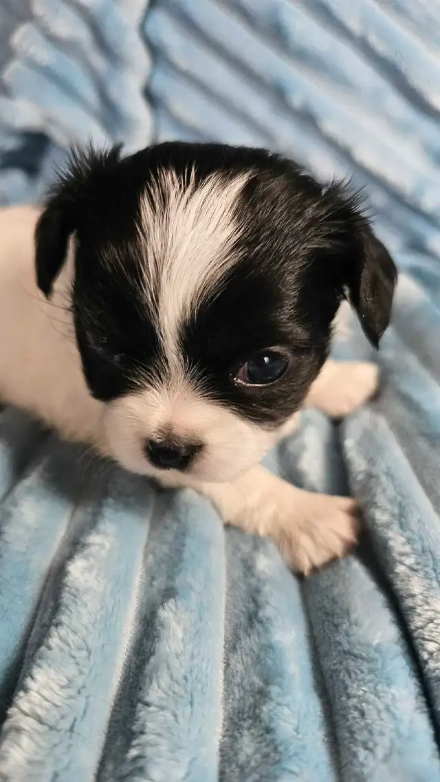 Very small Black and White Chihuahua puppies and blue girl in Dogs & Puppies for Rehoming in City of Toronto - Image 11