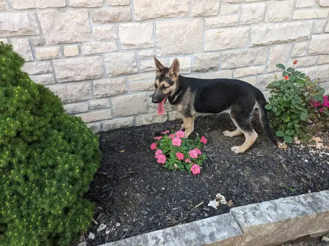 Beautiful Czech , CKC Registered, German Shepherd P in Dogs & Puppies for Rehoming in Owen Sound - Image 5