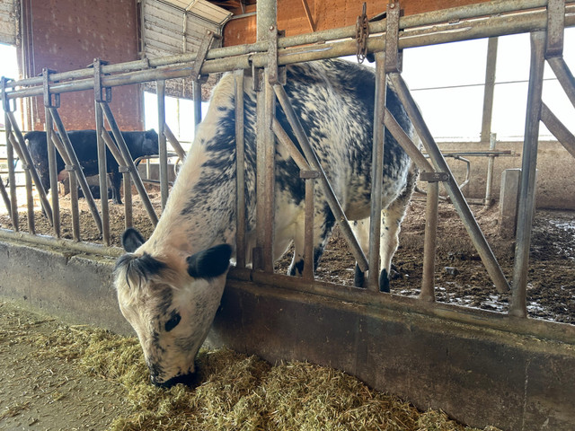Bred Speckle Park X Heifer in Livestock in Chilliwack - Image 2