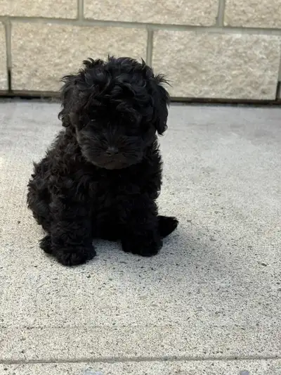 purebred miniature poodle puppies for sale, View more