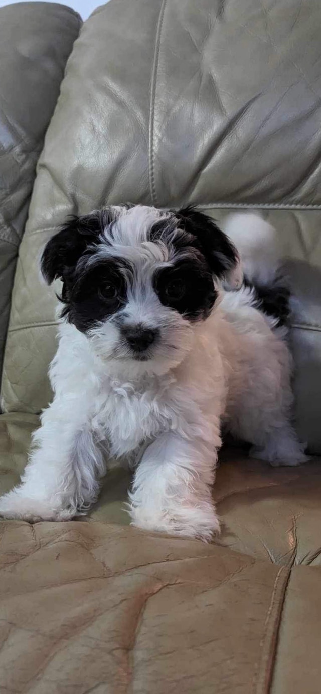 Home Raised Morkie Puppies Ready To Go (Maltese/Yorkie) Dogs