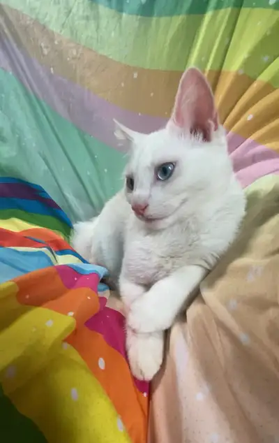 Snow White kitten for new home, View more
