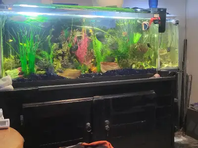 all sizes from baby to adults 5 each. Females $10 dollars Males $5 dollars Babies $2.50