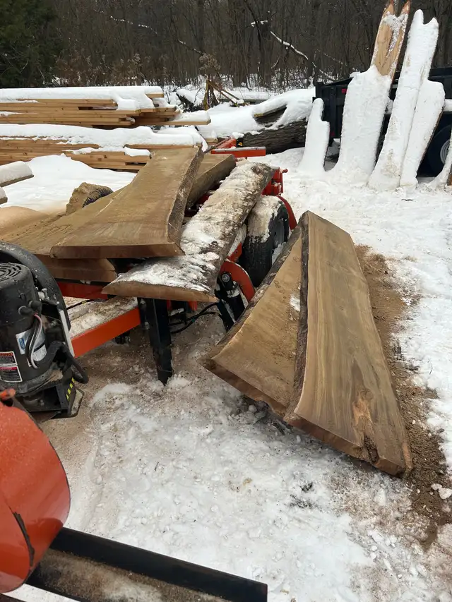 Black walnut in Other in Oakville / Halton Region - Image 10