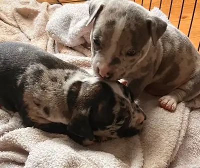 puppies for sale, View more