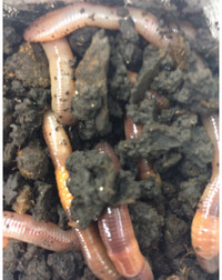 500 Canadian Nightcrawlers/Dew Worms Garden Bait