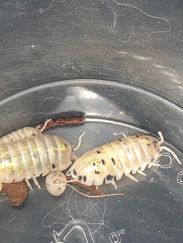 Magic potion isopods  in Other Pets for Rehoming in Edmonton - Image 2