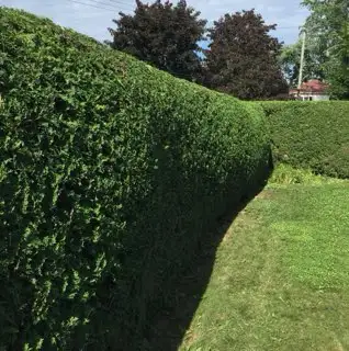 Hedge Trimming - Laval62863238263170121