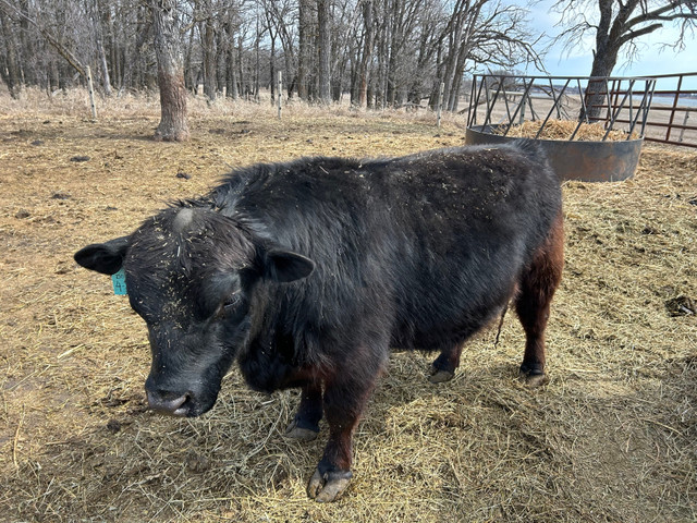 Lowline Angus Bull in Livestock in Brandon - Image 3