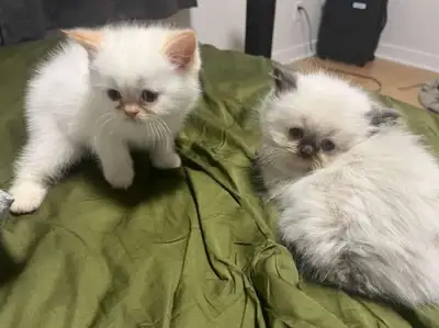 White British Shorthair-Longhair Kittens, View more