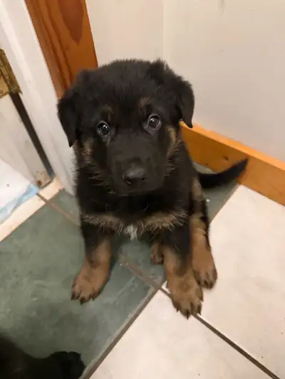 cuteness overload , View more