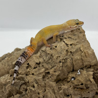 Gecko léopard SHTCTB het Rainwater