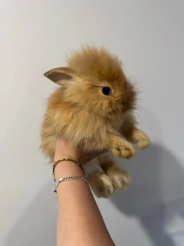 lapin tête de lion in Small Animals for Rehoming in Laurentides - Image 5