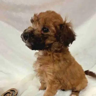 Standard Whoodle Boys, View more